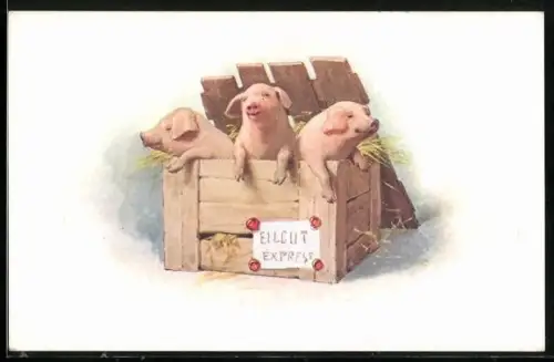 AK Schweine in einer Box mit Heu