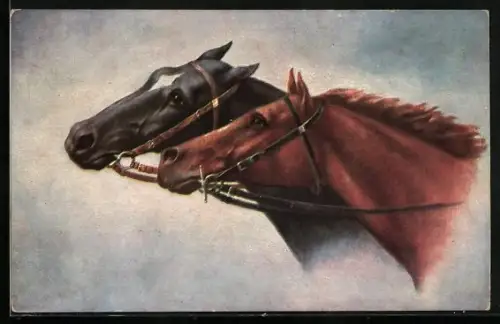 AK Pferdeköpfe von zwei verschiedenen Pferderassen