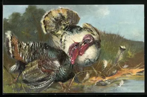 AK Truthahnpaar an einem Gewässer