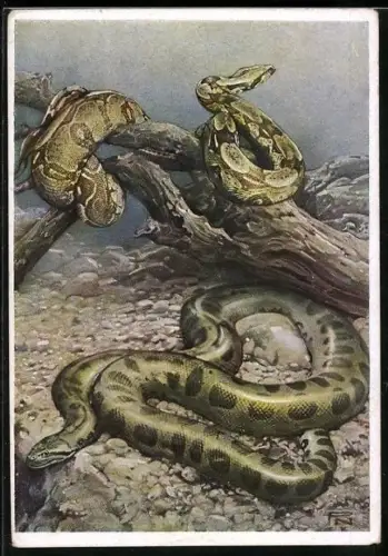Künstler-AK Berliner Aquarium, Boa Constrictor und Anaconda