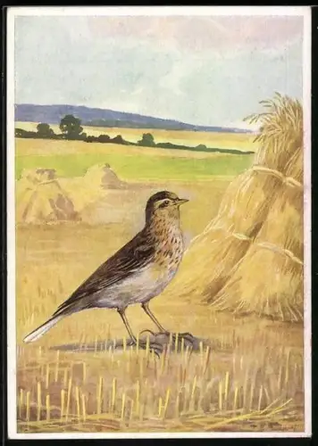 Künstler-AK R. Schulz: Feldlerche nach der Heuernte