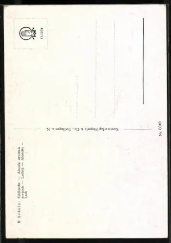 Künstler-AK R. Schulz: Feldlerche nach der Heuernte