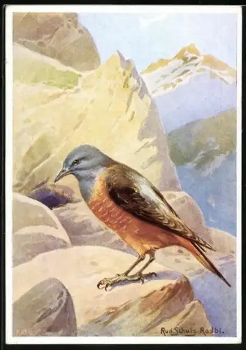 AK Steindrossel auf einem Felsen