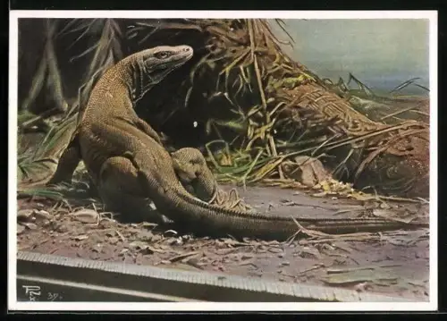 AK Berlin, Aquarium, Riesen-Waran von der Insel Komodo