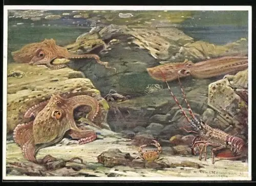 AK Berliner Aquarium, Grosse Tintenfische (Octopus) und Languste