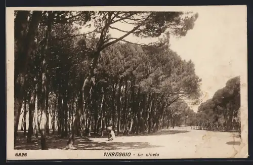 AK Viareggio, La pineta