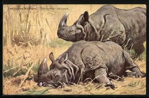 AK Indische Nashörner lagern unter der Sonne