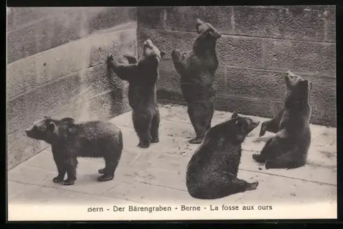 AK Bern, Blick in den Bärengraben