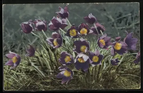 Künstler-AK Photochromie Nr. 545: Violett-gelbe Blumen im Wind