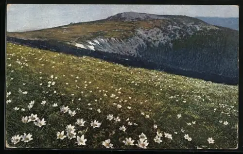 Künstler-AK Photochromie Nr. 803: Teufelsbart, Aus Rübezahls Garten