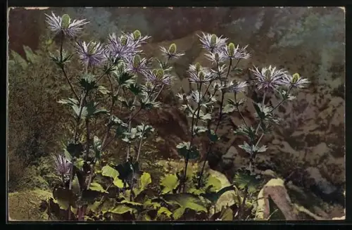 AK Photochromie NR. 767: Eryngium alpinum