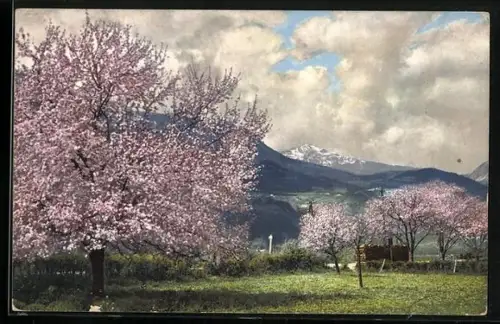 Künstler-AK Photochromie Nr. 2704: Obstblüte in Tirol