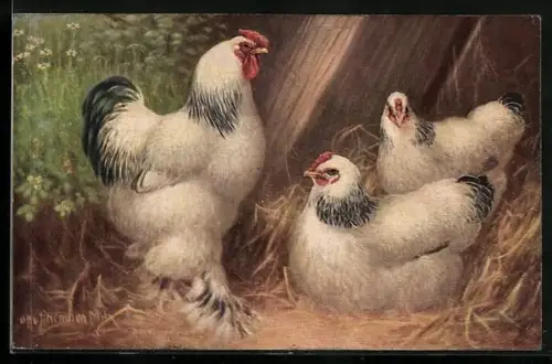 Künstler-AK Helles Brahma-Huhn mit weiss-schwarzem Gefieder