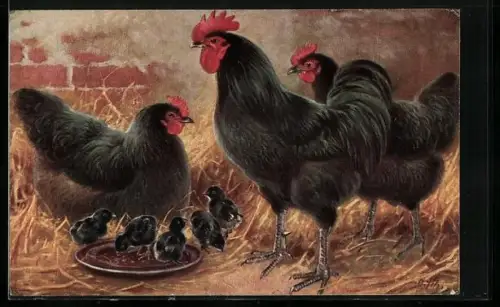 AK Oberbayrische Landhühner mit Küken
