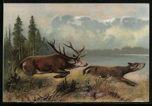 Künstler-AK Hirsch hetzt eine Hirschkuh