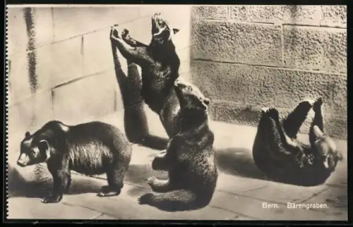 AK Bern / Berne, Bären im Bärengraben, La Fosse aux Ours