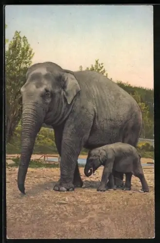 AK Elefantenkuh mit Nachwuchs