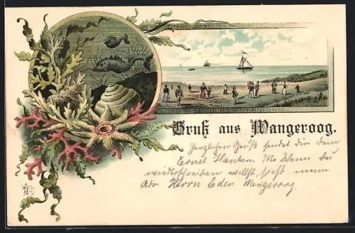 Lithographie Wangeroog, Strandpartie, Meeresboden mit Seestern und Muschel