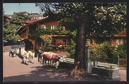 AK Wilderswil, Ortspartie mit Brunnen und Ochsnegespann