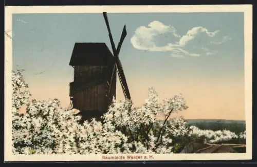 AK Werder a. H., Baumblüte, Windmühle
