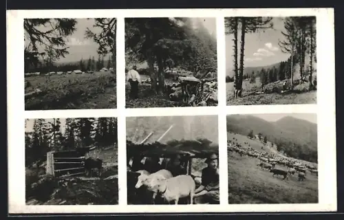 AK Raho, Havasi gazdasag