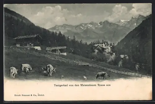 AK Tenigerbad, Panorama mit Kühen von den Maiensässen Rosas aus