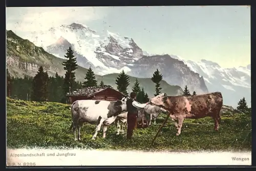 AK Wengen, Alpenlandschaft und Jungfrau mit Kühen