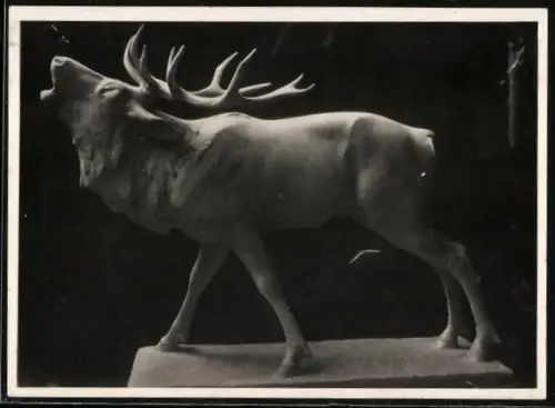 AK Wien, Röhrender Brunfthirsch