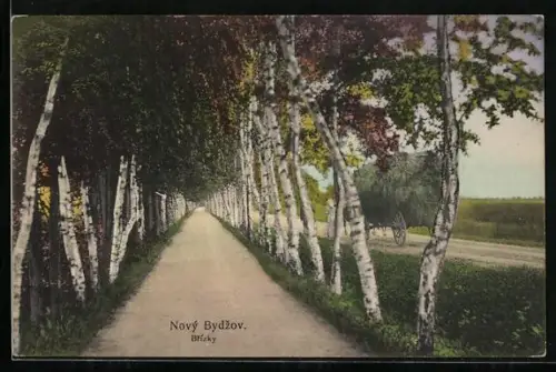 AK Novy Bydzov, Brizky
