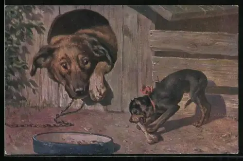 AK Kleiner Terrier klaut Knochen eines grossen Hundes