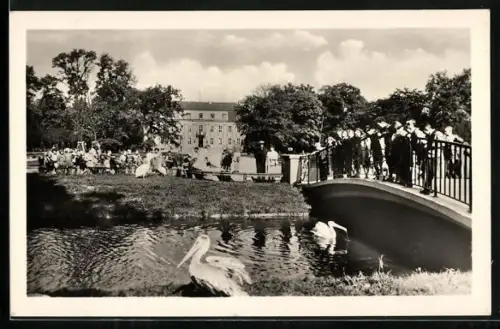 AK Berlin-Friedrichsfelde, Pelikane im Tierpark