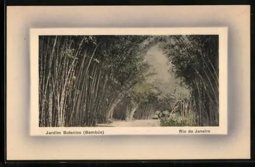 AK Rio de Janeiro, Jardim Botanico Bambús