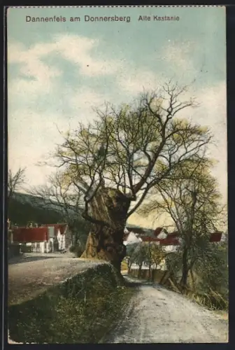 AK Dannenfels am Donnersberg, Alte Kastanie