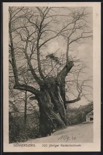 AK Dannenfels, 500 jähriger Kastanienbaum auf dem Donnersberg
