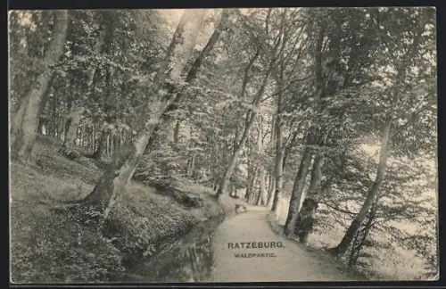 AK Ratzeburg, Waldpartie