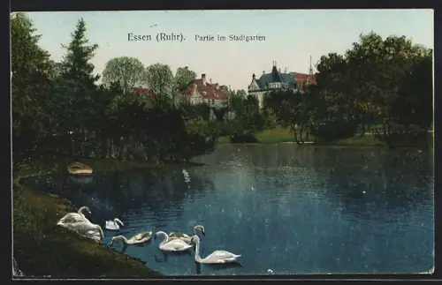 AK Essen /Ruhr, Partie im Stadtgarten, Schwäne auf dem Teich