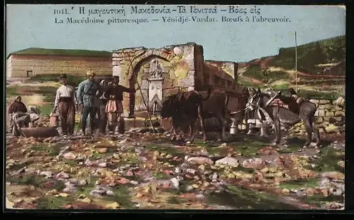 AK Yenidje-Vardar, Boeufs á l'abreuvoir