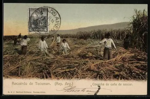 AK Tucuman, Cosecha de cana de azucar