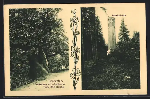 AK Dannenfels, Edelkastanie, aufgepflanzte Tanne, Aussichtsturm