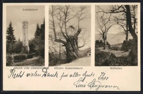 AK Donnersberg, Ludwigsturm, 500jähr. Kastanienbaum, Moltkefels