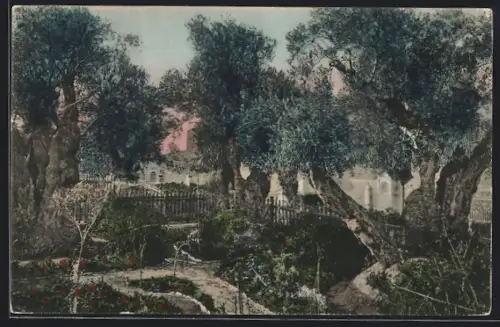 AK Jerusalem, Olivenbäume im Gethsemanegarten