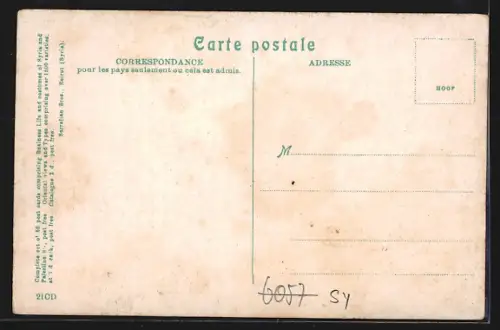 AK Damas, Vue générale prise de Salihia