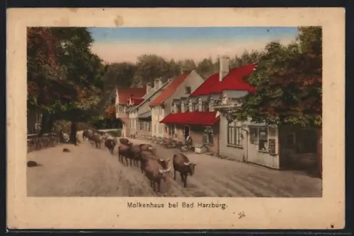 AK Bad Harzburg, Viehtrieb vor dem Molkenhaus