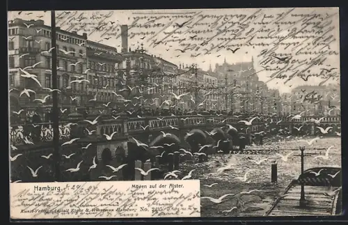 AK Hamburg-Neustadt, Möven auf der Alster