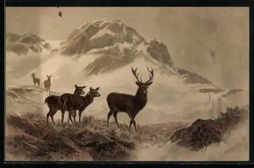 Künstler-AK Meissner & Buch (M&B) Nr.1264: Hirsche im Gebirge