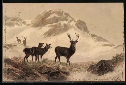 Künstler-AK Meissner & Buch (M&B) Nr.1264: Hirsche im Gebirge