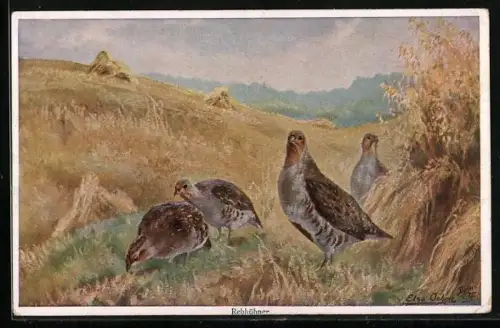 Künstler-AK sign. Elsa Oehme: Rebhühner auf dem Feld