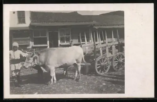 AK Bauer mit Rindergespann im Ort