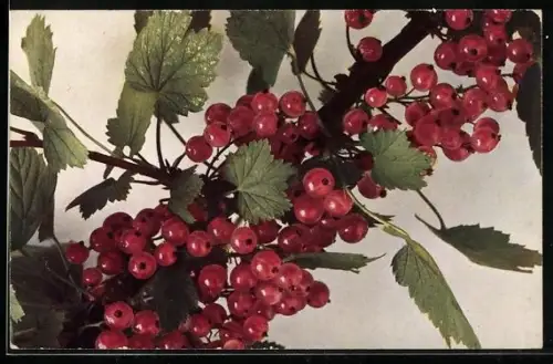 AK Zweig mit Johannisbeeren und Blättern