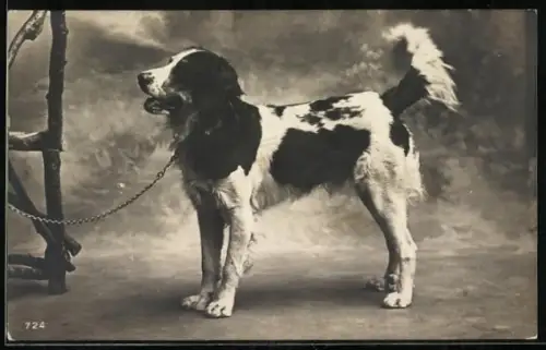 AK Jagdhund an der Leine